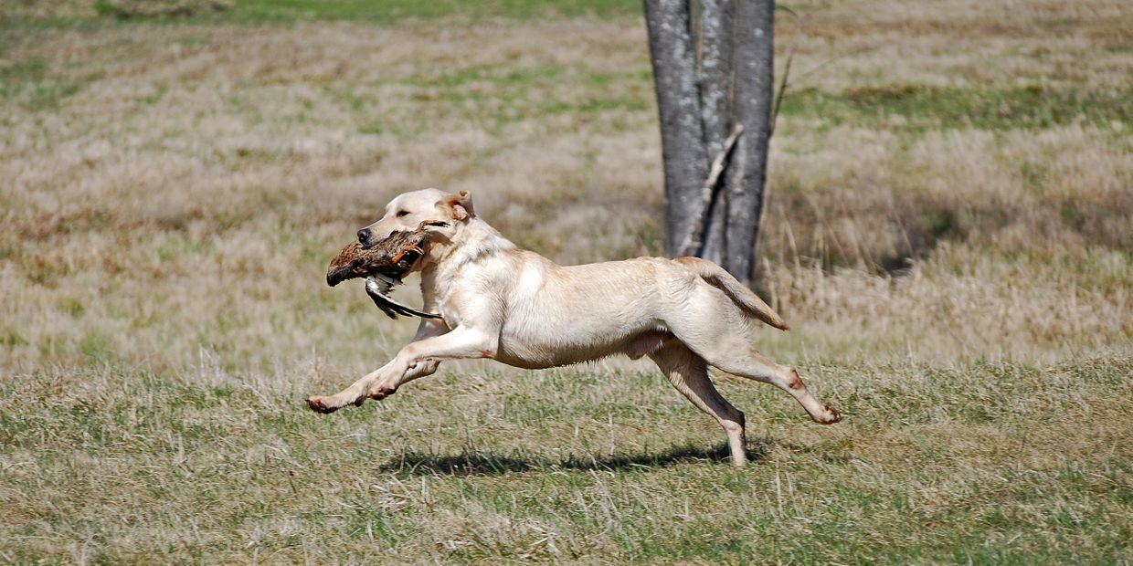 Buy Hunting Dogs Big Sky Kennels
